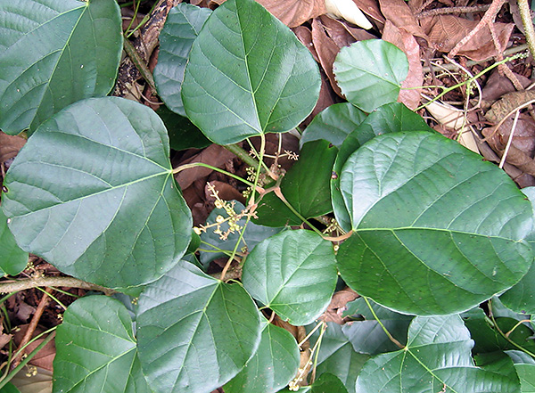 Chondrodendron tomentosum - suroviny pro výrobu curare.