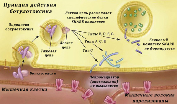 Le principe d'action de la toxine botulique sur les muscles